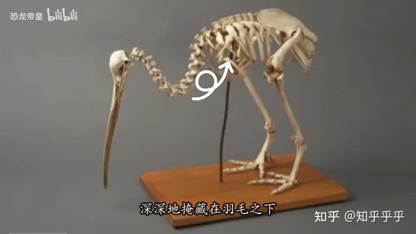 为何新西兰国鸟几维鸟（kiwi）会进化成无翼却嗅觉超强？ 知乎 