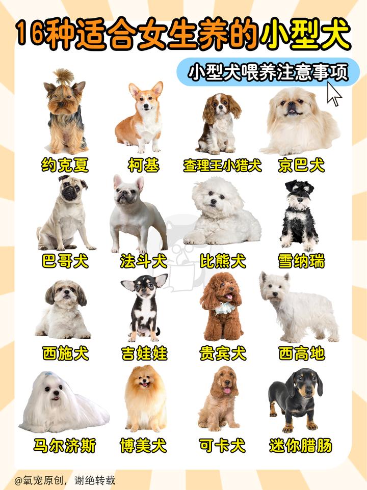 16种小型犬合集|适合新手女生养- 知乎