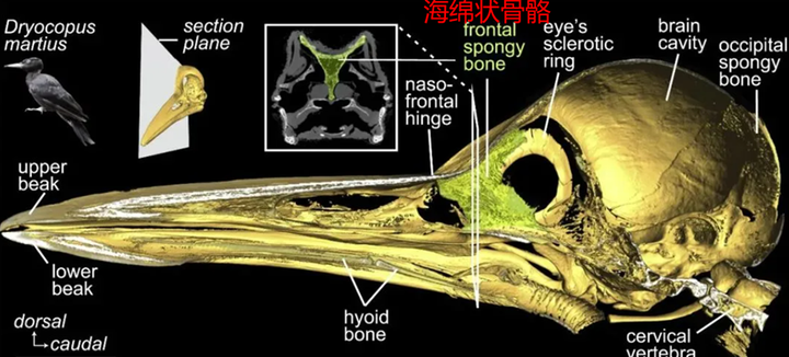 啄木鸟每天这样duangduang疯狂用头撞树，为啥不会脑震荡？