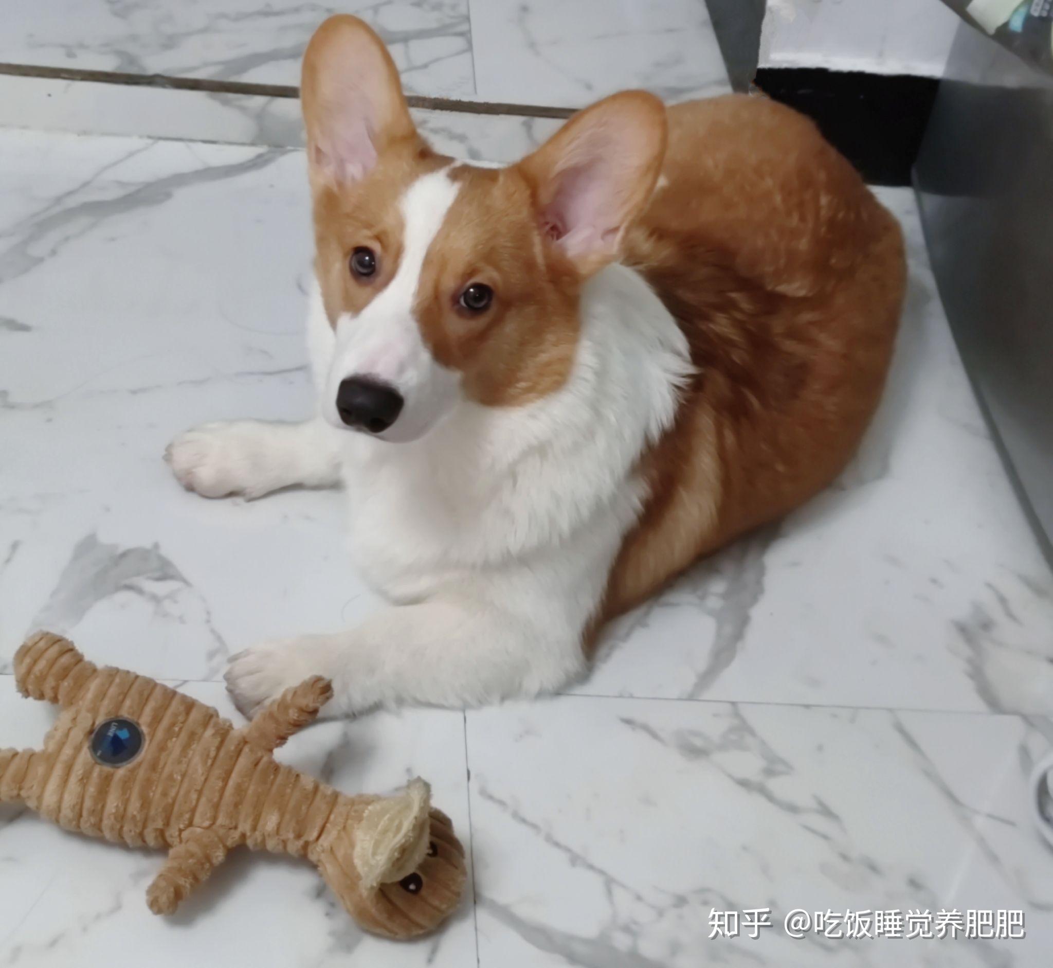 我这只柯基妹妹为什么头上白色这么多,长大后形象有影响吗? - 知乎