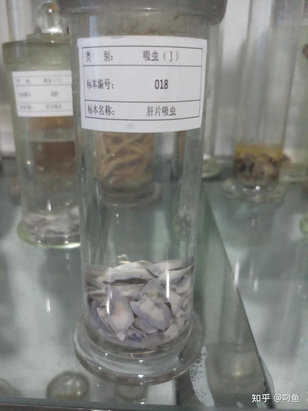 寄生虫讲解 - 知乎