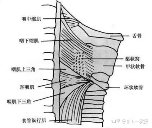 环咽肌的解剖及功能从而使得食团下行的压力不足