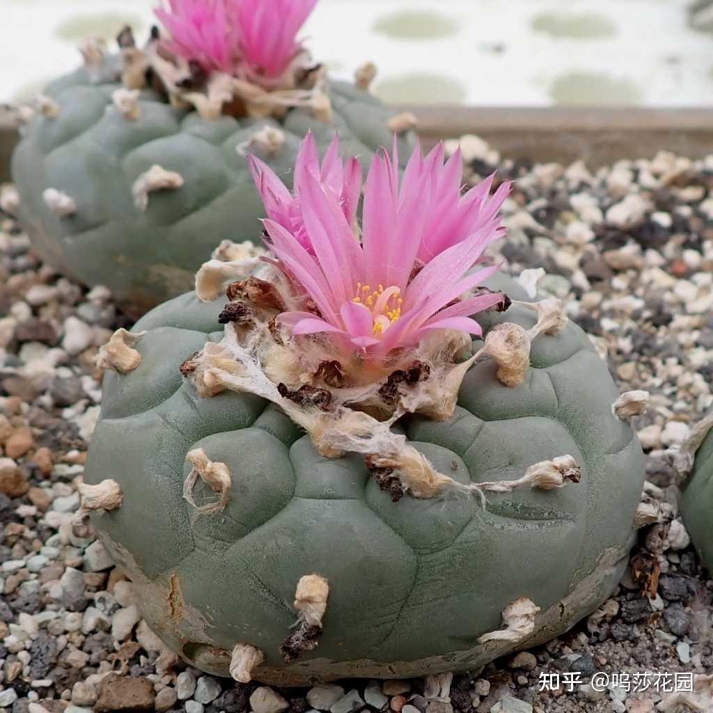 鱼和仙人掌可以兼得吗？答案只有一个- 知乎