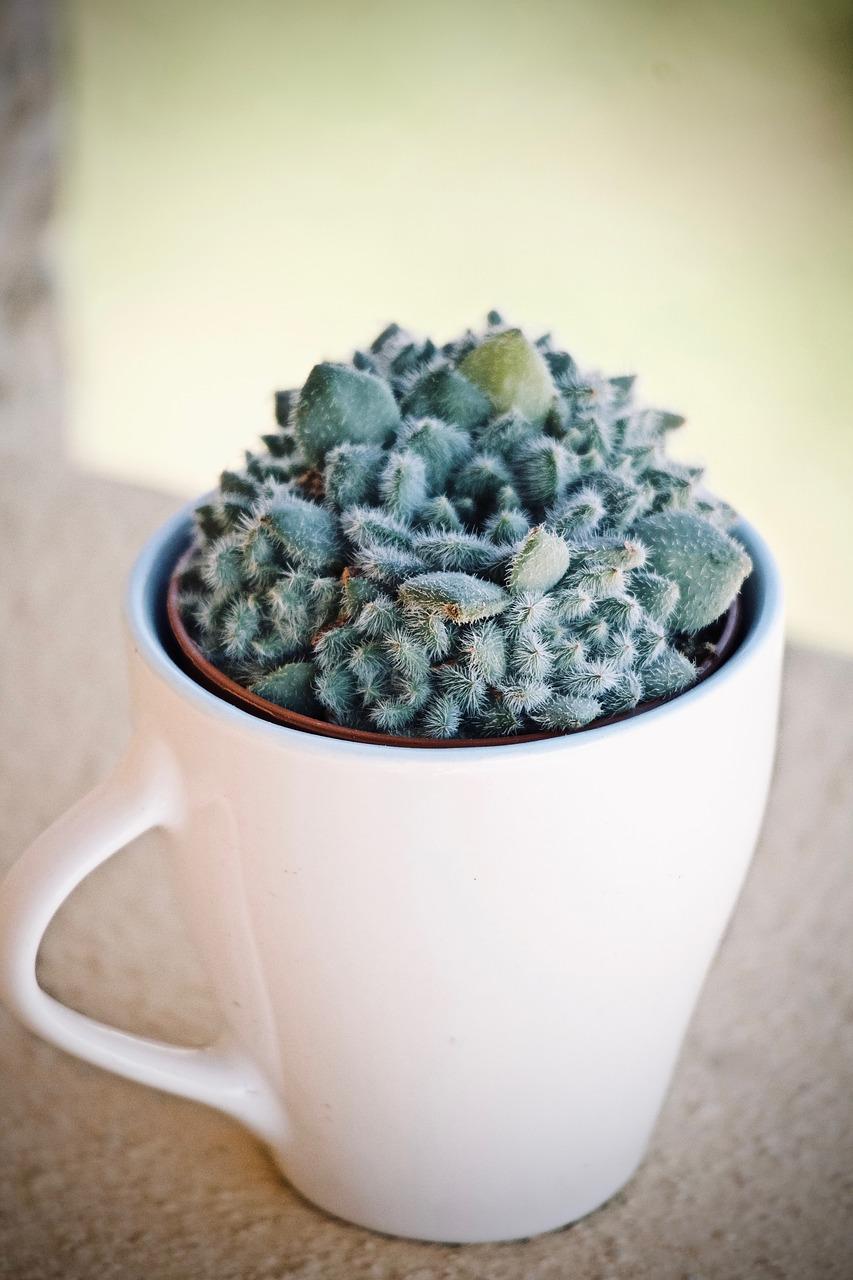 4. 夏季病虫害防治