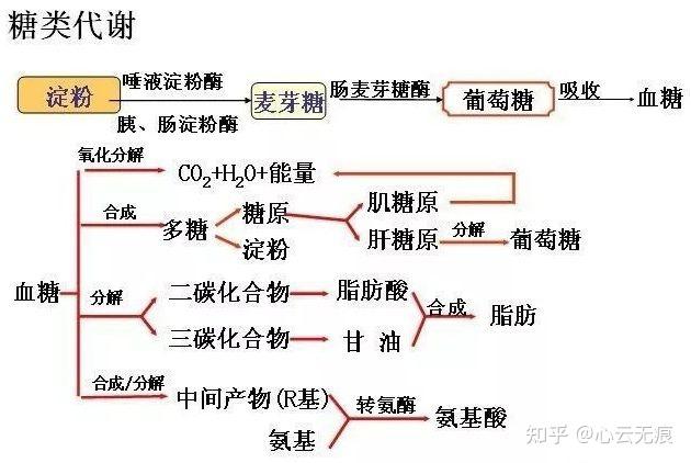 糖类消化吸收过程图图片