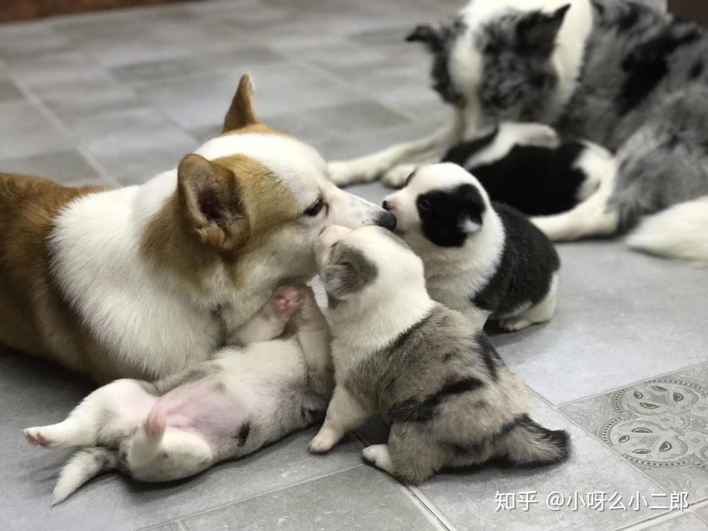 有人养过边牧和柯基的混血吗? - 知乎