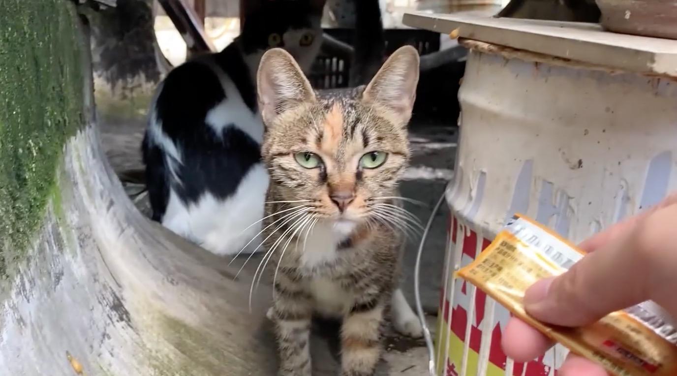 楼顶上被人遗忘的猫 知乎