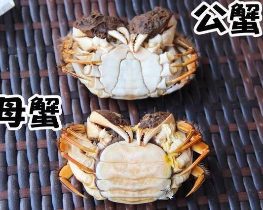 公蟹母蟹的区别是什么?怎么挑选新鲜的螃蟹呢 - 知乎