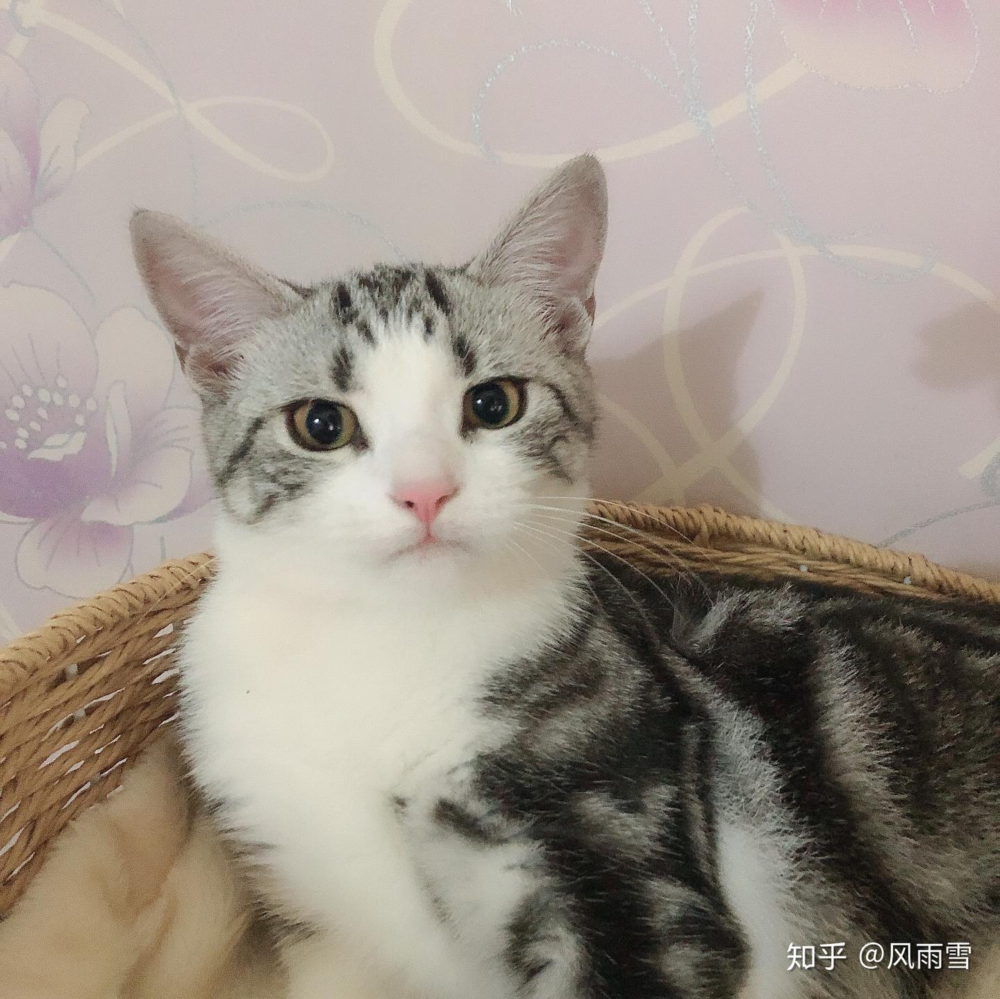 猫生尴尬期 - 知乎