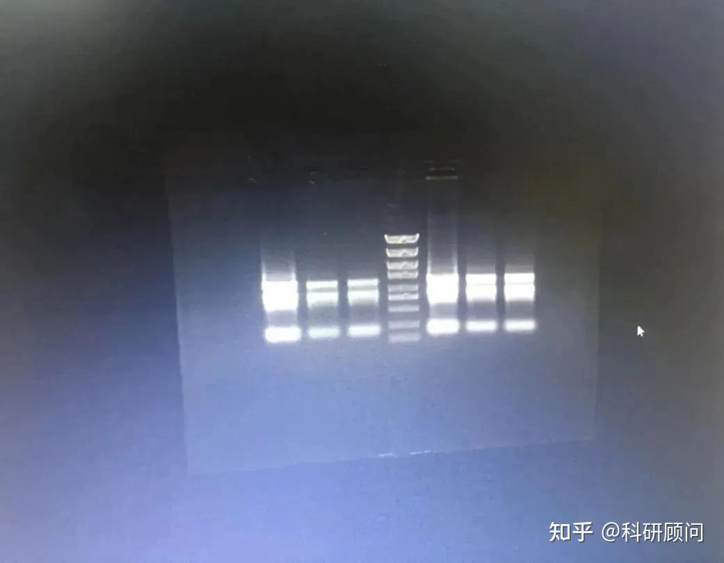 用琼脂糖凝胶电泳验证RNA质量时选用什么RNA Maker。? - 知乎