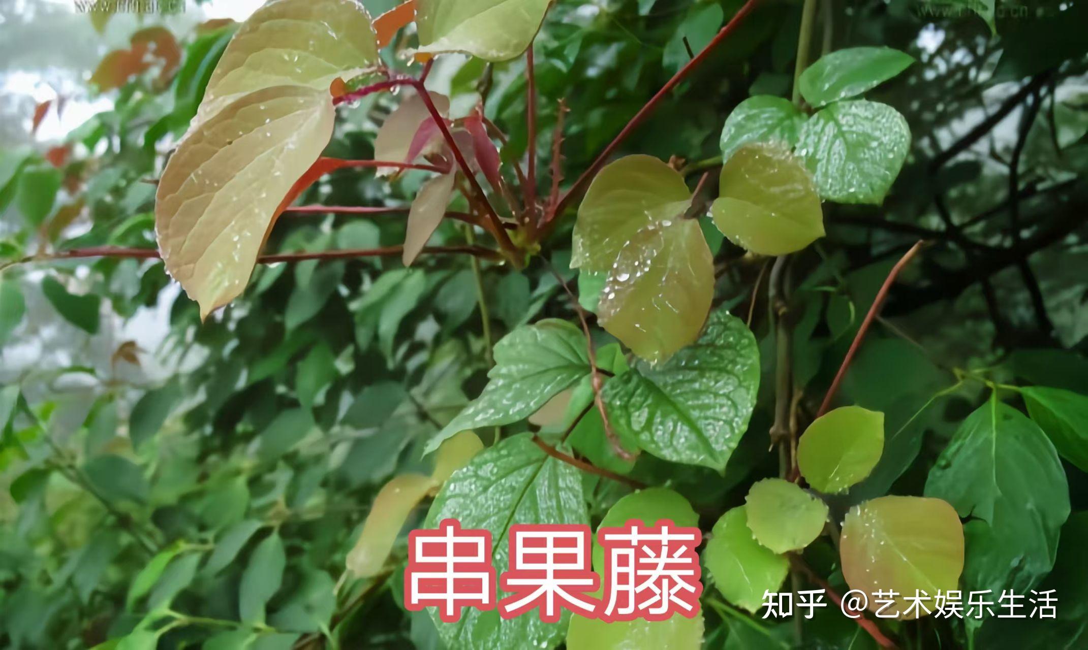 木通科的7种代表植物 - 知乎