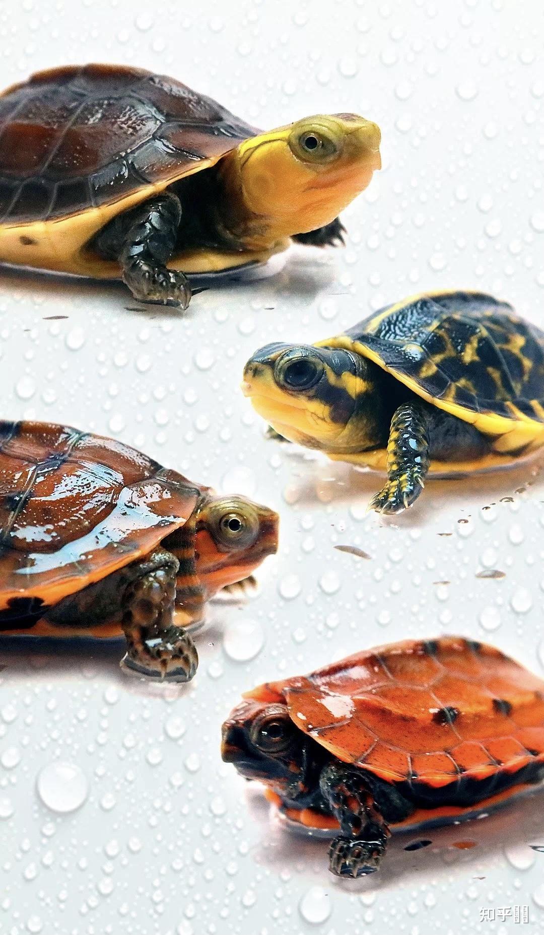 有哪些好看的乌龟照片