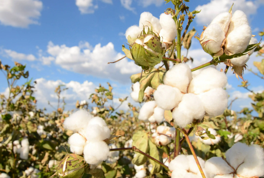 5月23日期货棉花资讯
