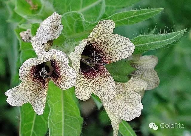 众神的植物 | 致 幻 简 谱 - 知乎