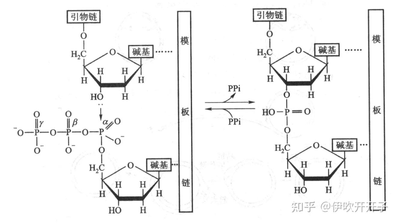 磷酸二酯键位置图片