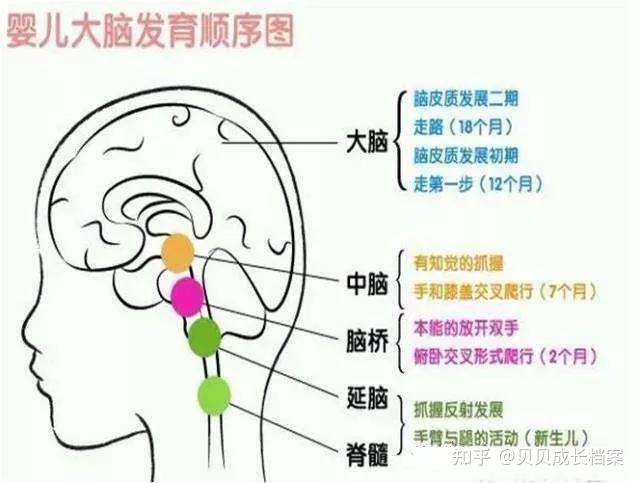 胎儿大脑发育顺序图图片