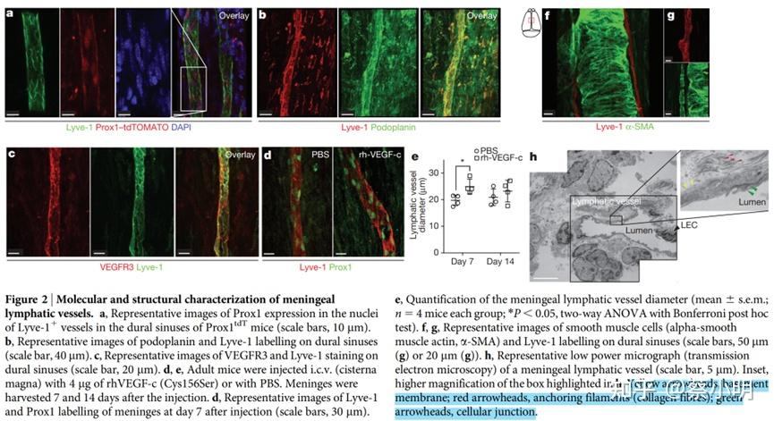NID148_Structural and functional features of central nervous system ...