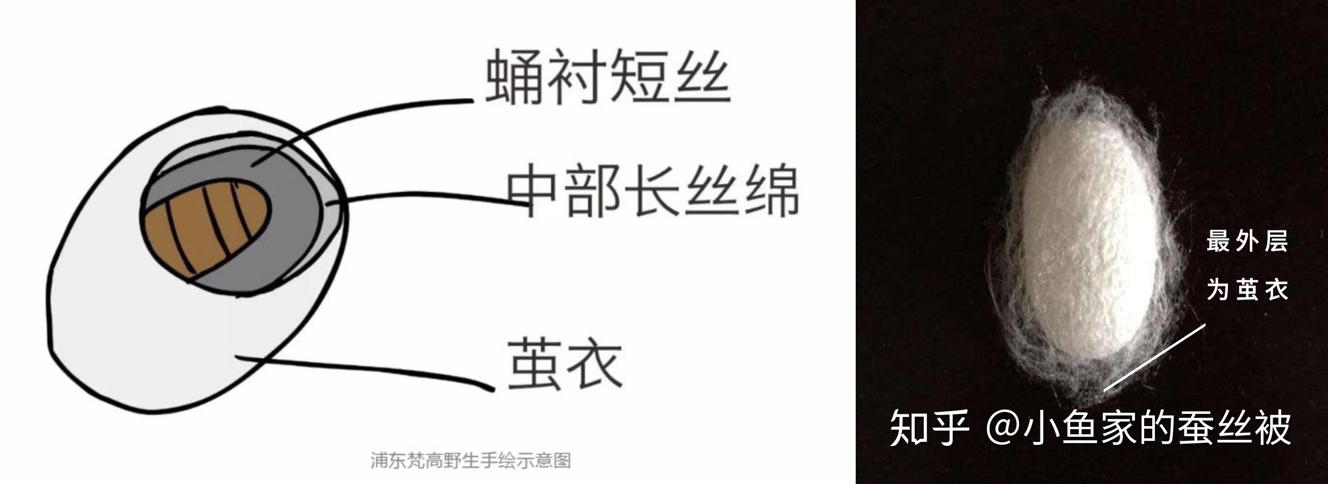 蚕丝被有哪些种类?从蚕茧到丝绵详解,看完你就明白了 - 知乎