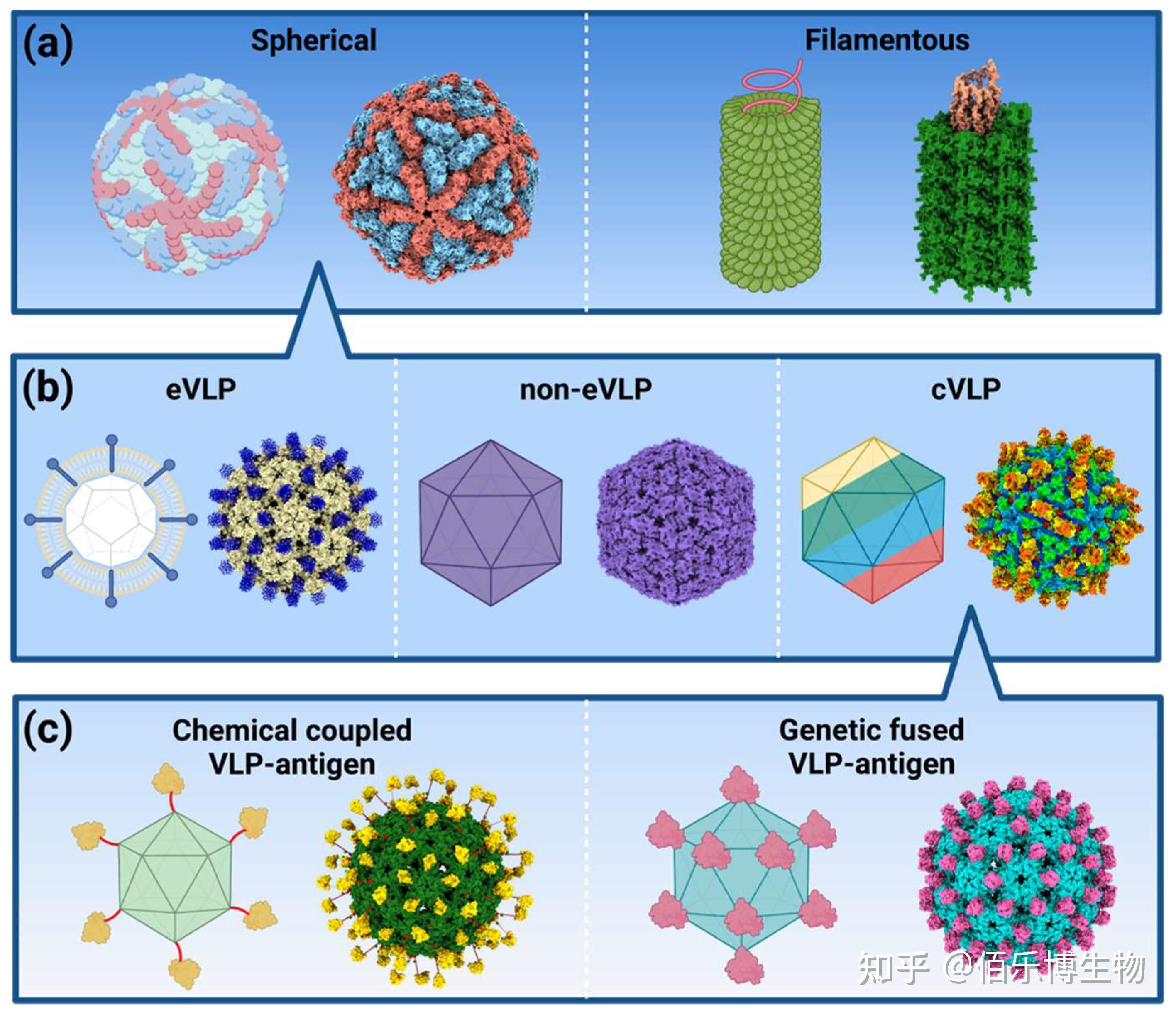 Vlp 病毒样颗粒(Virus-Like Particles, VLPs) :解锁多次跨膜蛋白的天然构象 - 知乎