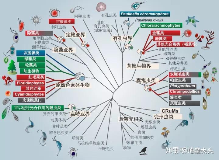现在的新的生物分类学是什么样的? - 知乎