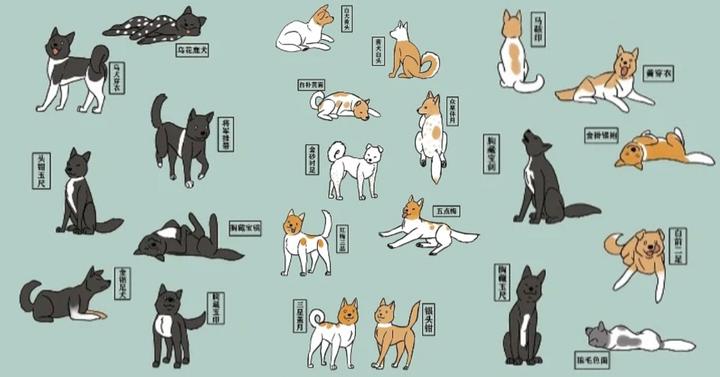 古籍《相犬大全》,上百种中华田园犬花色赏析!