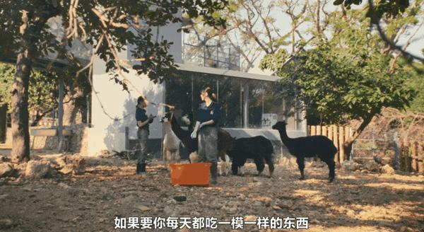 《动物园》豆瓣7.6,华语剧又出黑马!