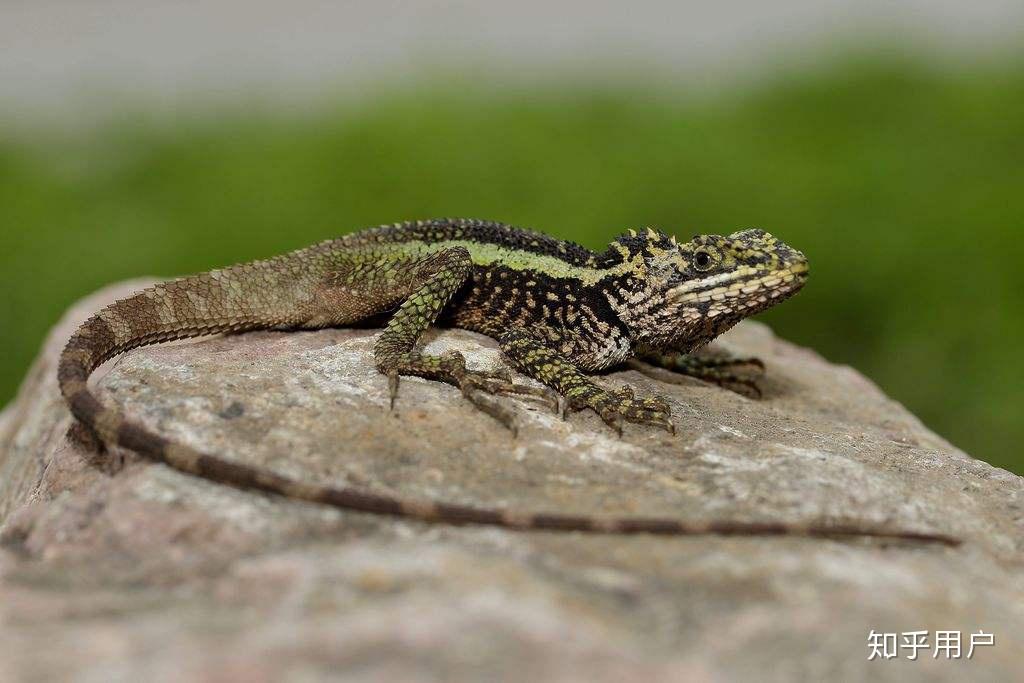 什么是「爬行动物」?