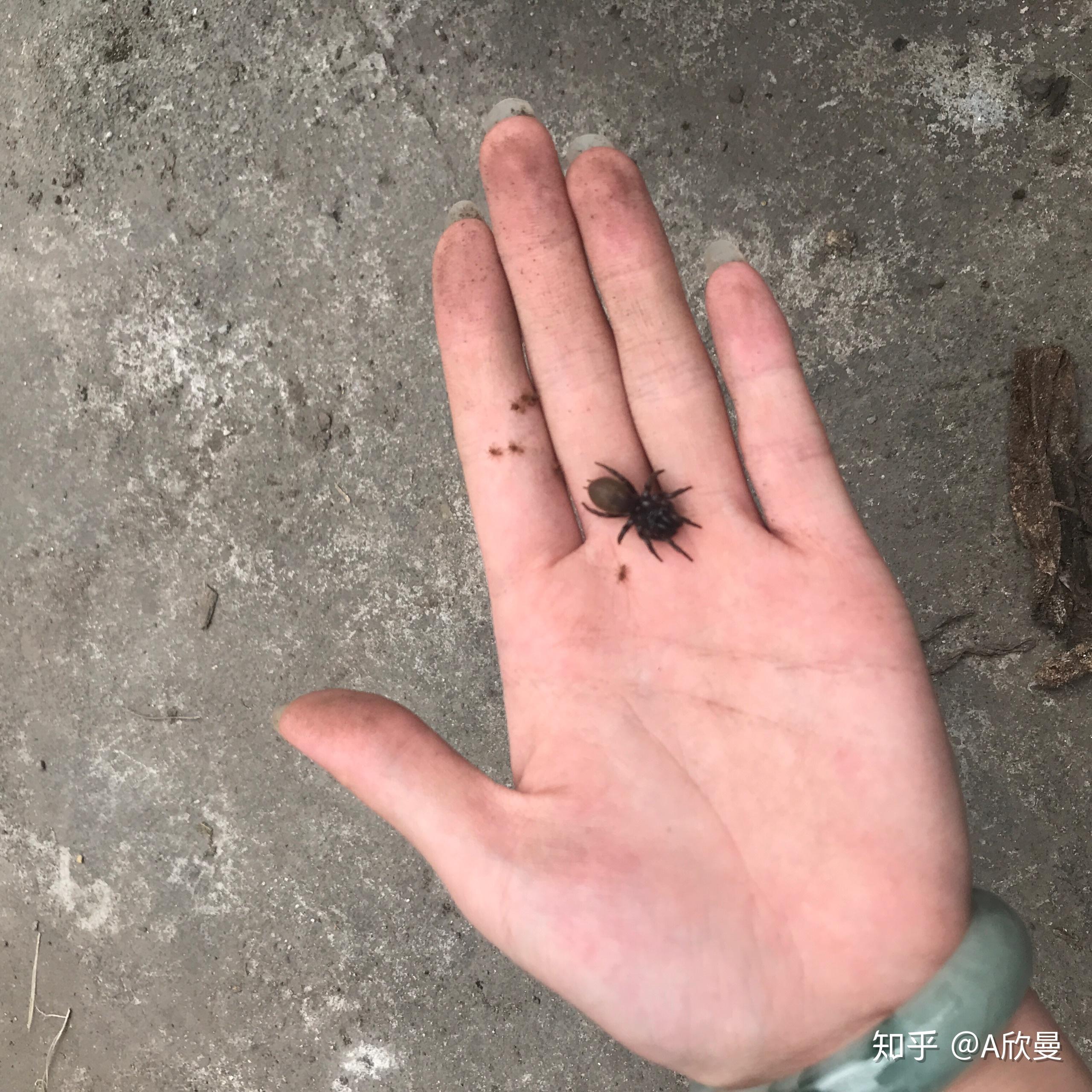 谁知道"口袋虫"是干什么用的? - 知乎