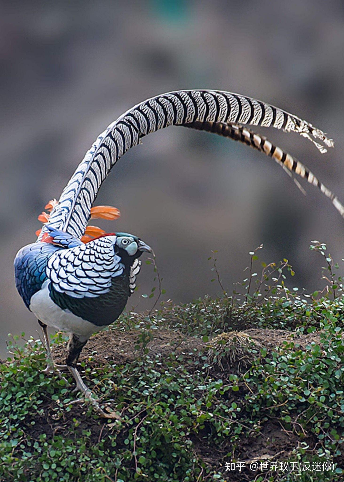 你认为世界上最美的动物是什么?