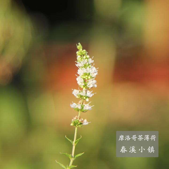 摩洛哥茶薄荷 消暑 纯薄荷味 冰水热茶 耐阴耐寒耐热 开花 有机栽培