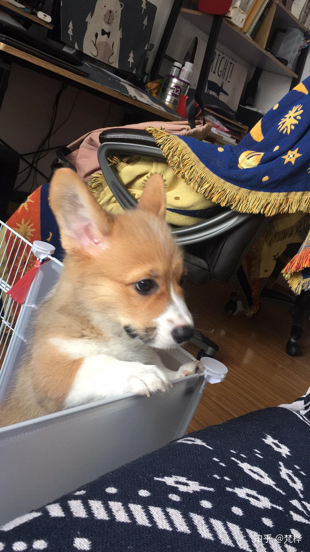 我家柯基宝宝一个多月,脸花色有点阴阳脸,换毛后会好点吗?