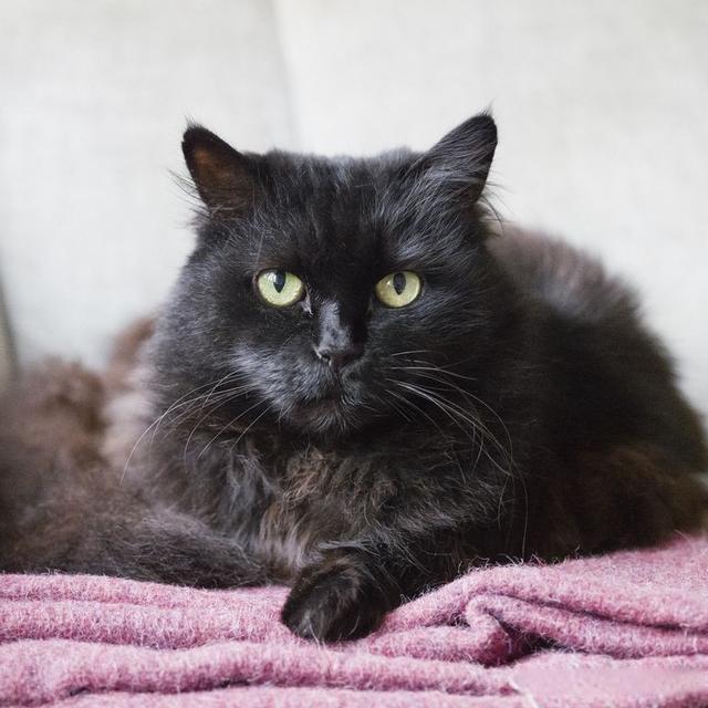 有哪些品种的黑猫