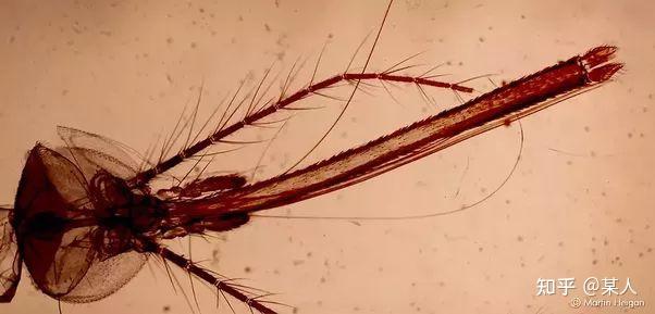 蚊子的牙齿是怎样的? - 知乎