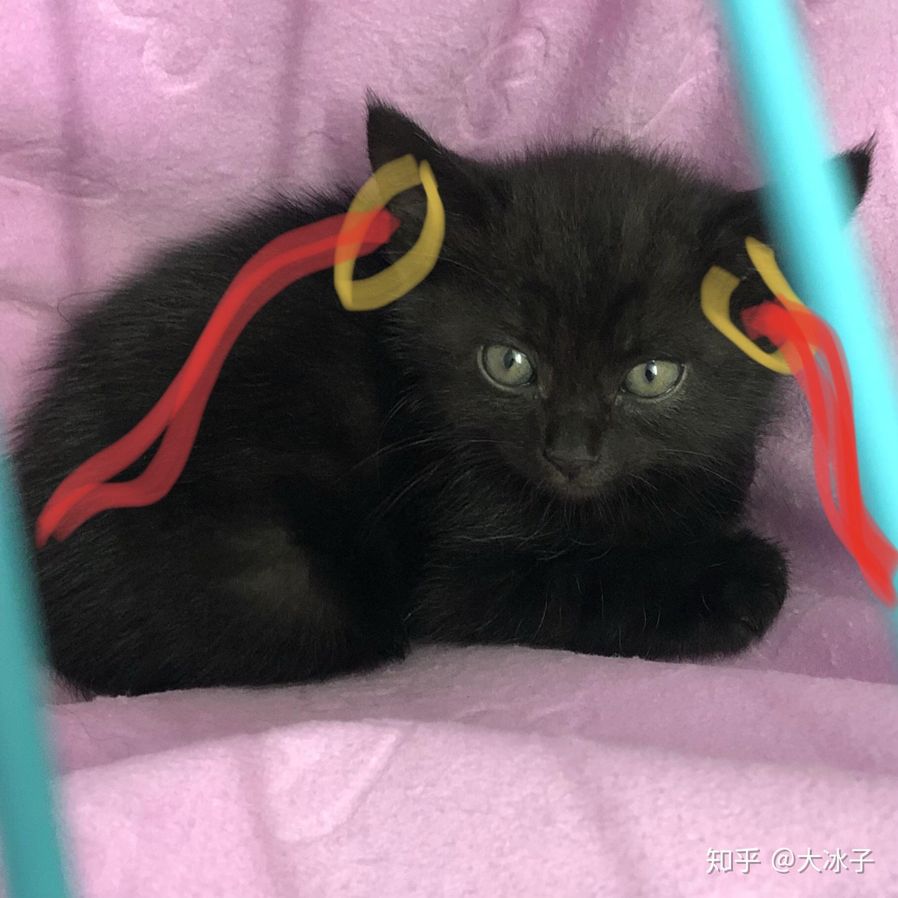 什么是玄猫，什么样的人适合养玄猫，有什么禁忌吗？ - 知乎