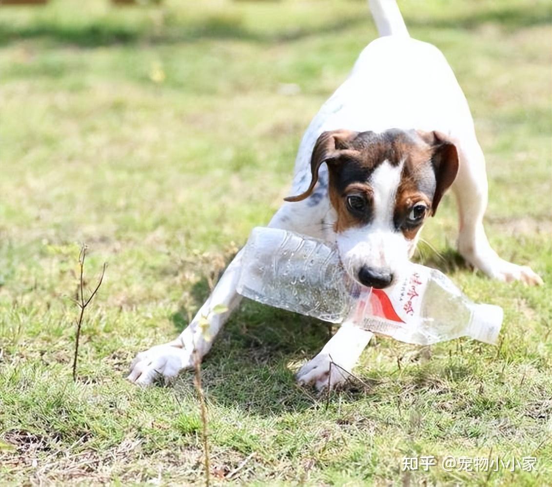 为什么喜欢“太仓猎犬”的人越来越多?网友:养了就不想换狗 - 知乎