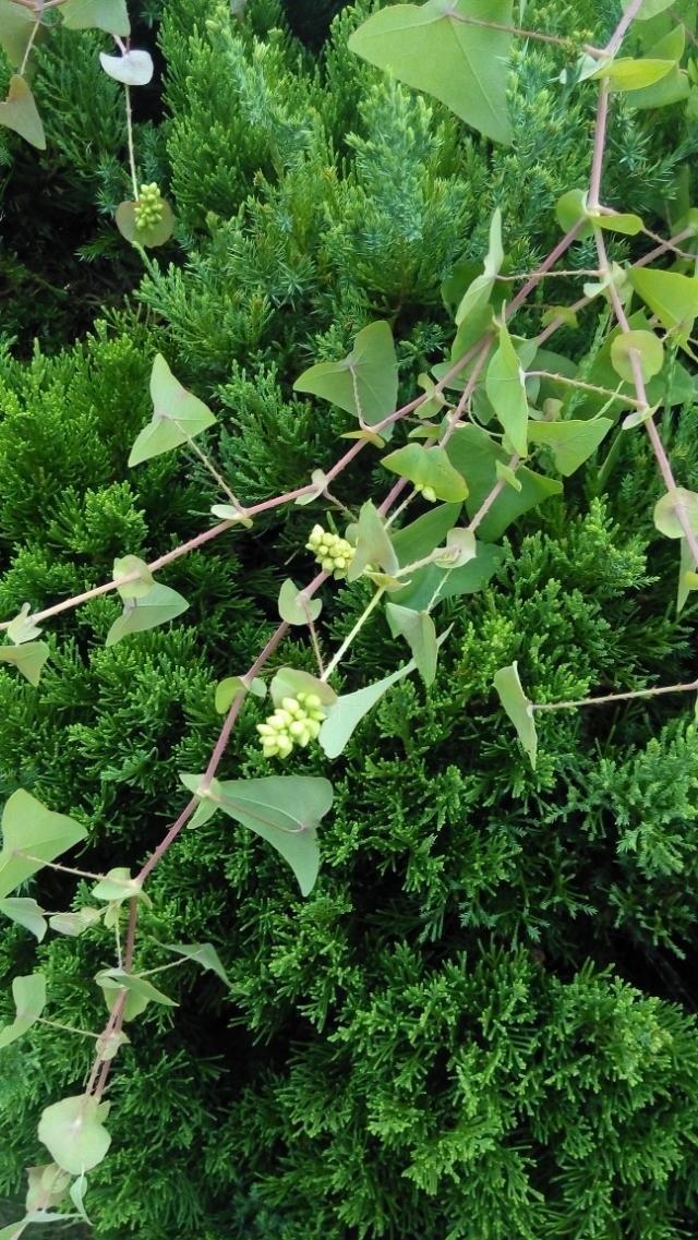 有哪些路边常见的中草药?马路边 花坛里 公园里 荒野 郊区?