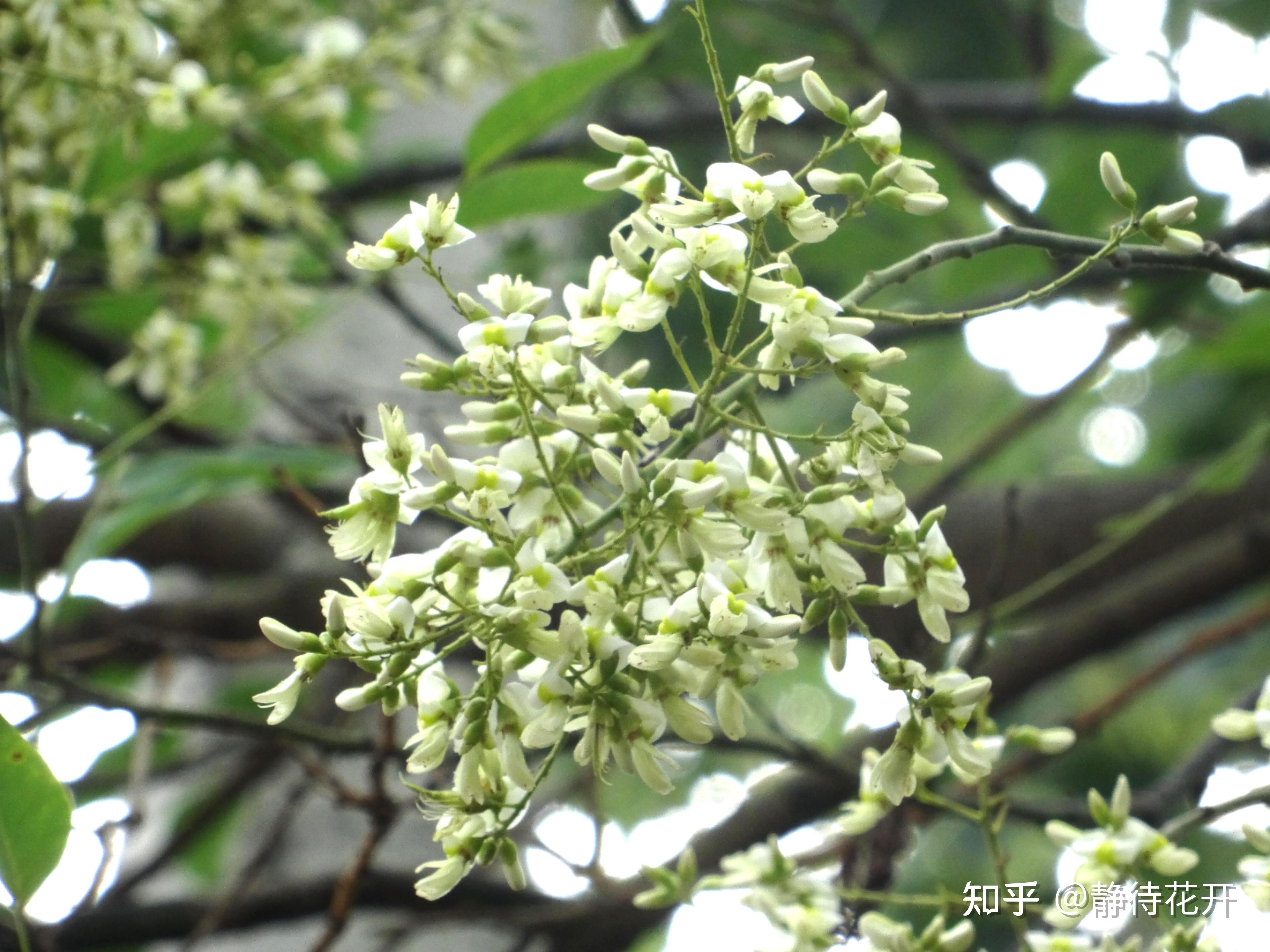 槐树花一年到底开几次? - 知乎