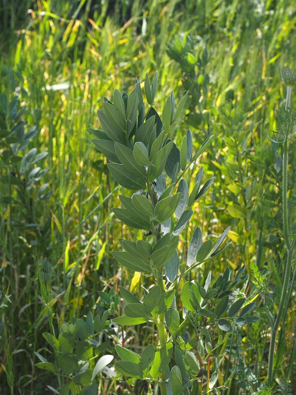 4. 龙血树成本解析