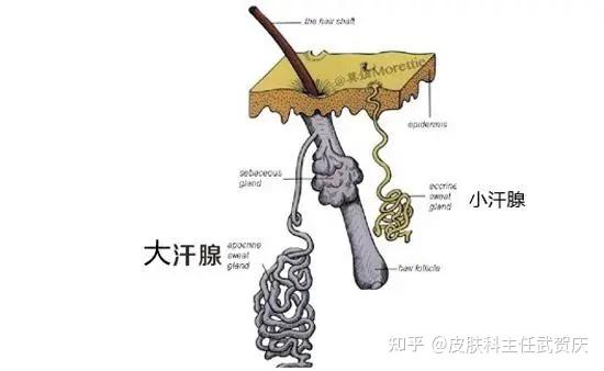 为何欧美人中多达90%存在狐臭现象，中国人二十个里只有一个，为何差距这么大？ - 知乎