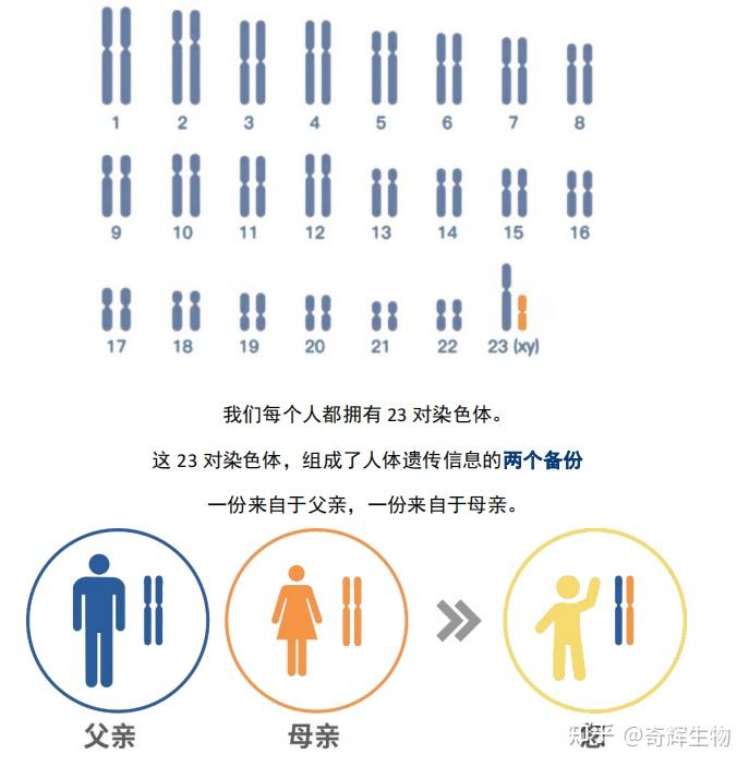 y染色体遗传图图片