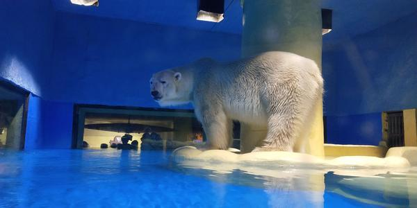 南宁融晟海洋世界的北极熊是不是用白毛棕熊冒充的?