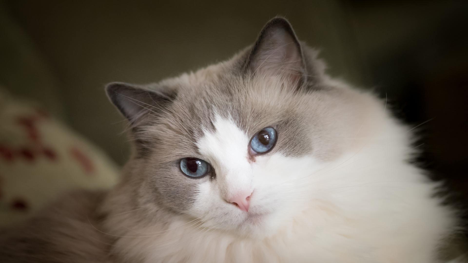 布偶猫品相评判标准简单几招学会挑选心仪的布偶猫