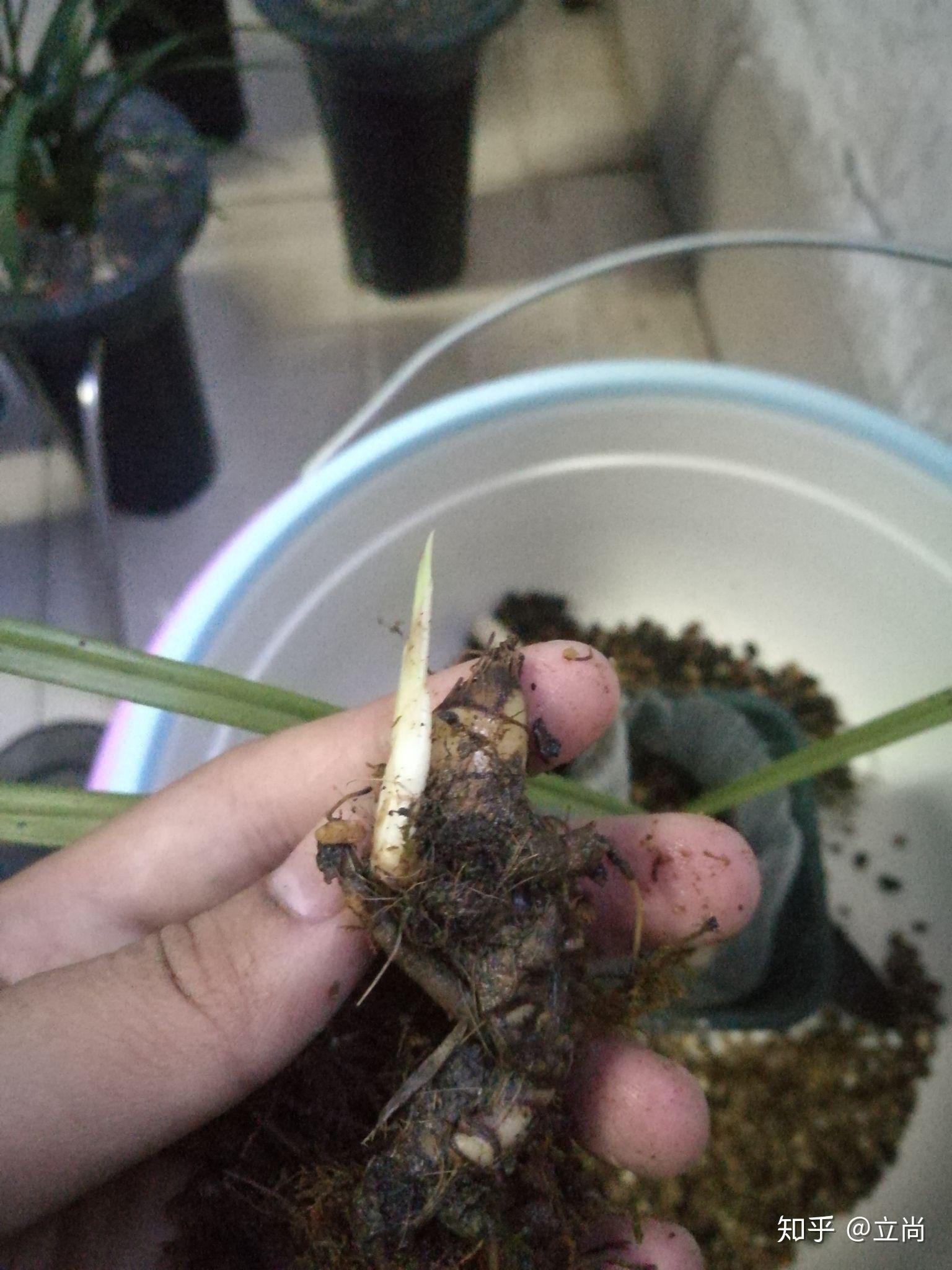 兰花根与茎的部位有蒜头状的是什么兰花? - 知乎
