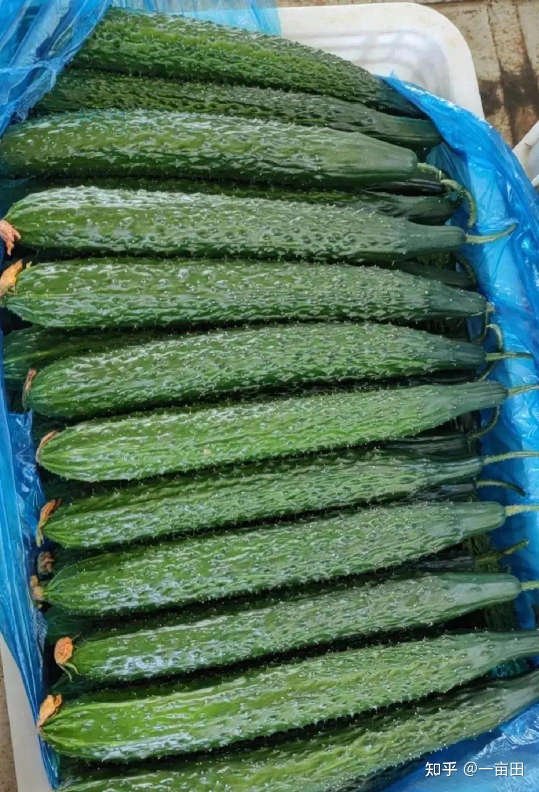 神了山东黄瓜进入3元时代一亩田研究报告精准预测后续如何