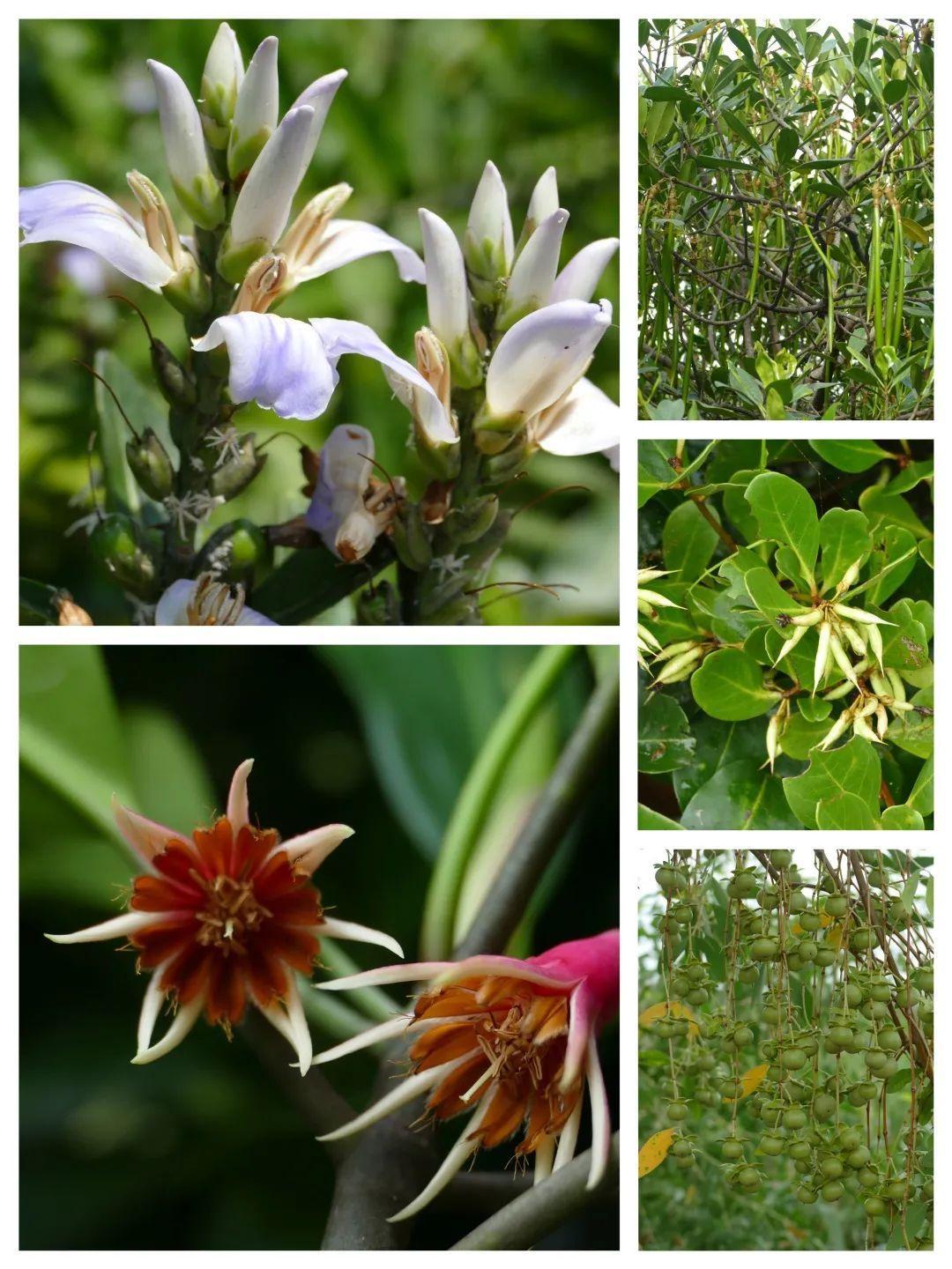 植物与人类的关系:环境指示植物 - 知乎