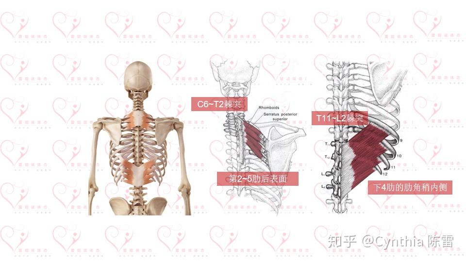 从体态的角度看解剖——躯干篇(中) - 知乎