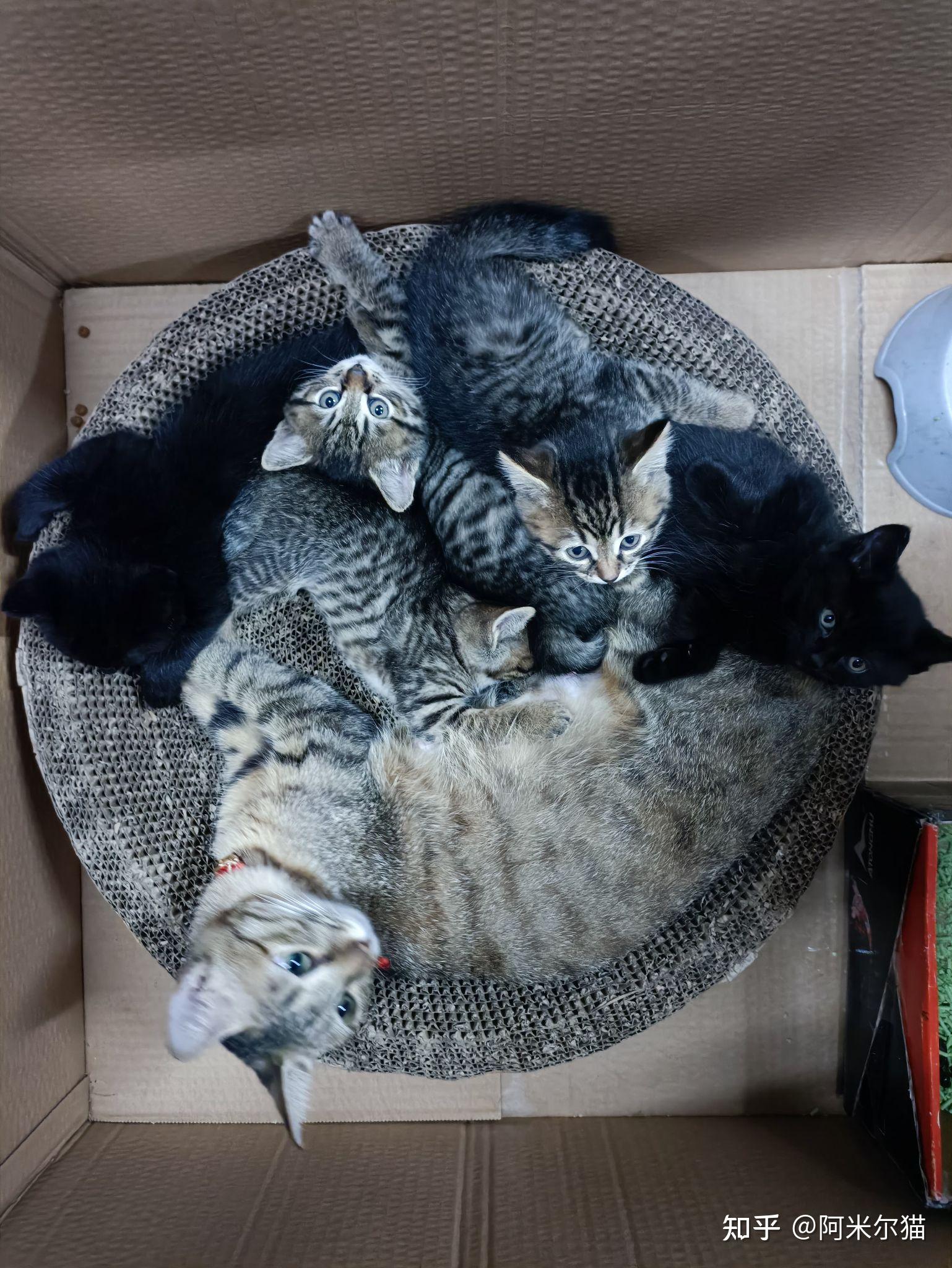 蓝猫爸爸和狸花猫妈妈生出来的孩子长什么样? - 知乎