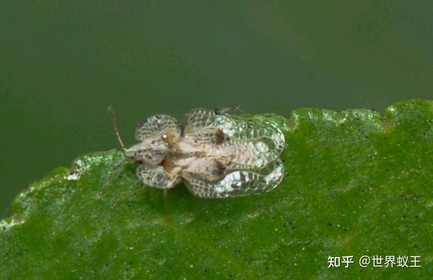 这是什么虫子?白色的芝麻大小,会飞.怎么去除?