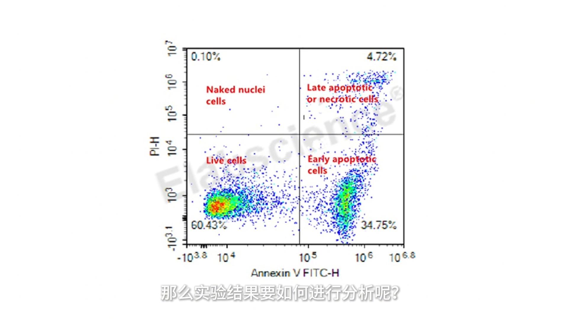 流式细胞凋亡分析