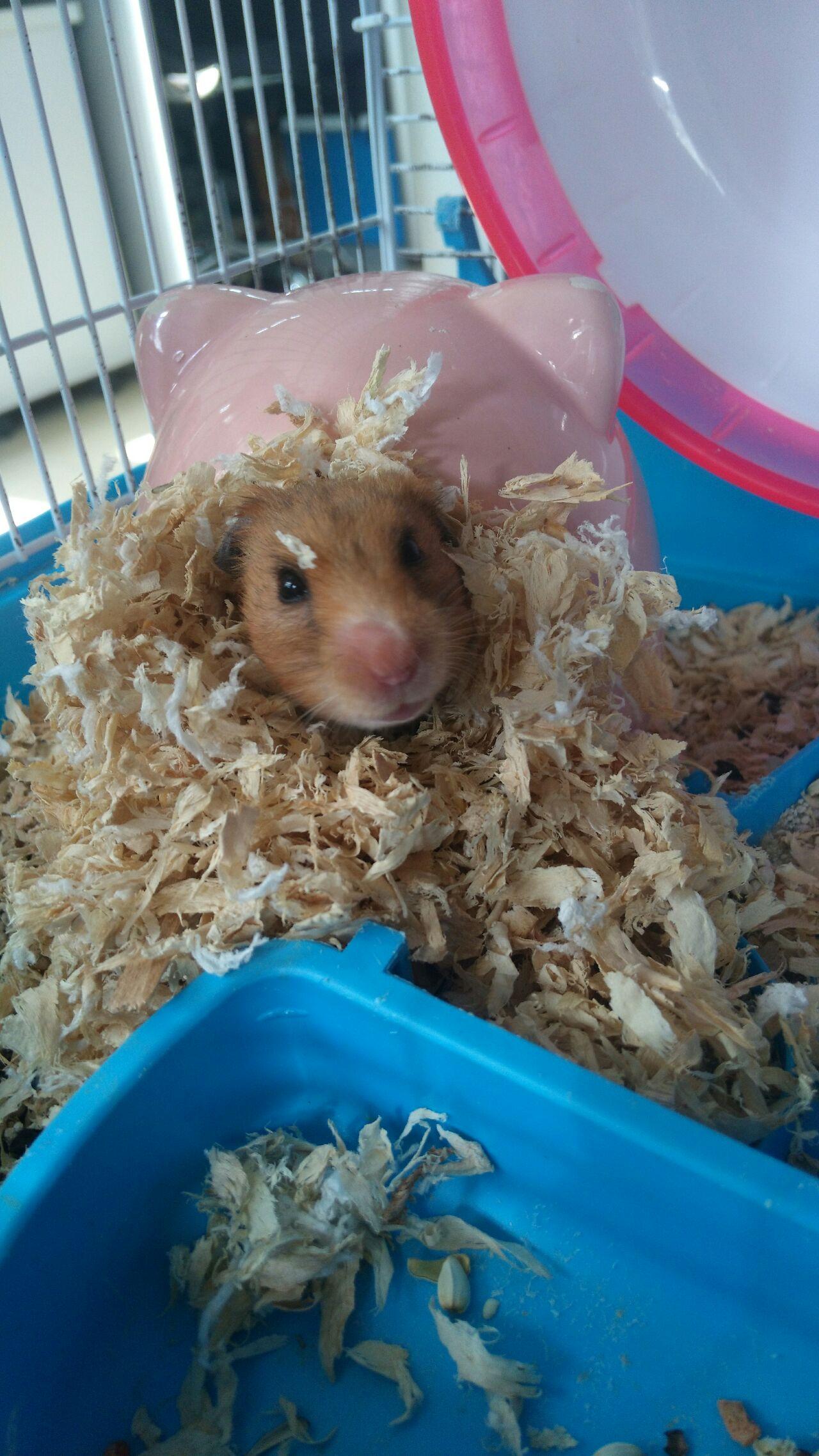 养仓鼠是种怎样的体验